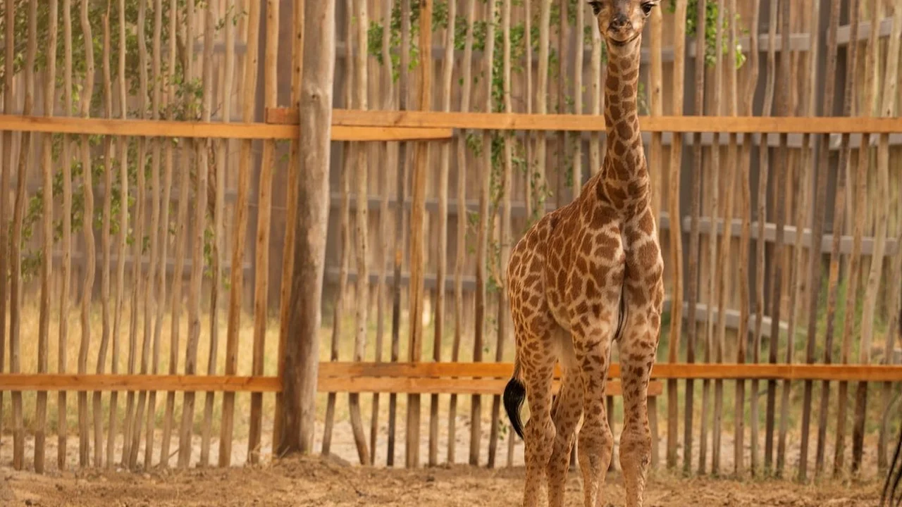 Zuri, a southern giraffe calf born at Dubai Safari Park, where Dubai Safari Park tickets start from AED 50 in Season 8