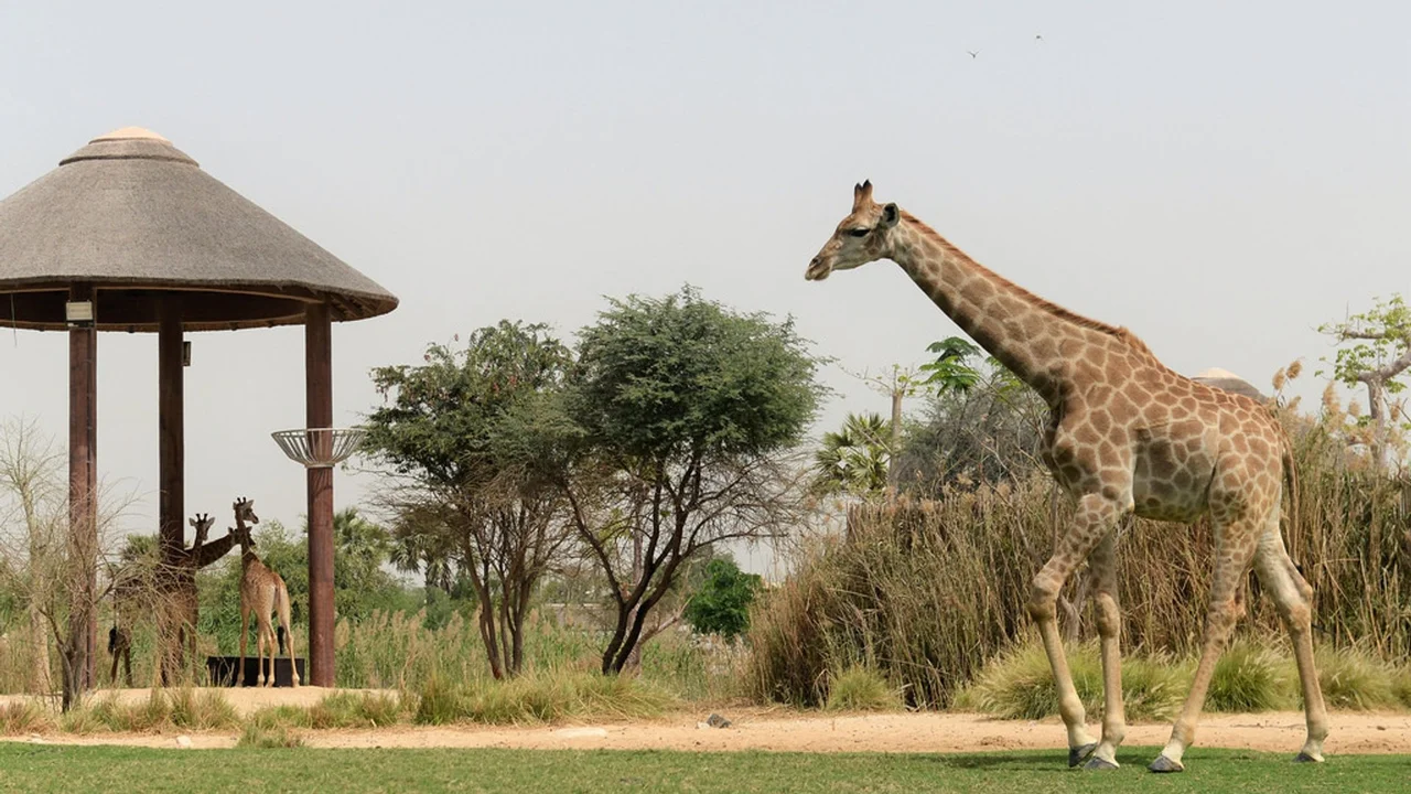 A giraffe walking in its habitat at Dubai Safari Park in Dubai, seen on standard Dubai Safari Park tickets