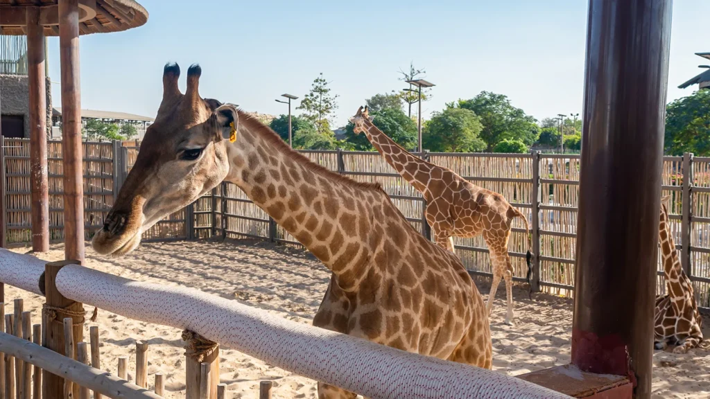 Giraffe at the feeding rail at Dubai Safari Park in Al Warqa