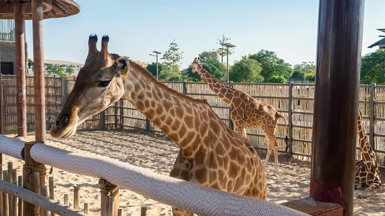 Giraffes at Dubai Safari Park during a safari drive through the African zone